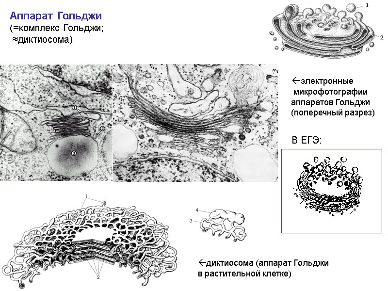 Аппарат Гольджи (=комплекс Гольджи;  ≈диктиосома) диктиосома (аппарат Гольджи  в растительной клетке) В